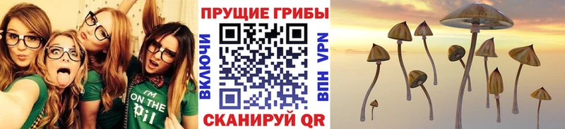 что такое   Одинцово  Псилоцибиновые грибы GOLDEN TEACHER 